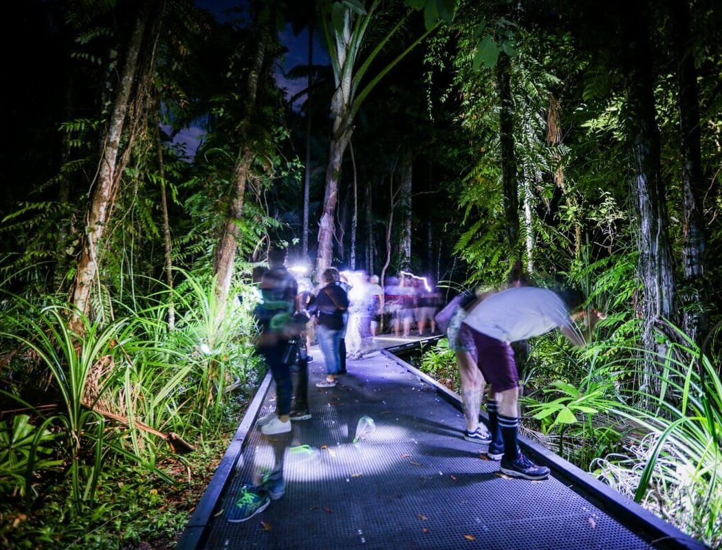 Nighttime Nature Walk 1